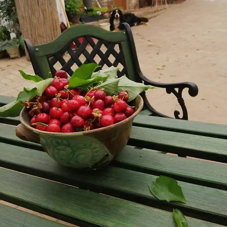 ゲストハウス Mives Vendeghaz