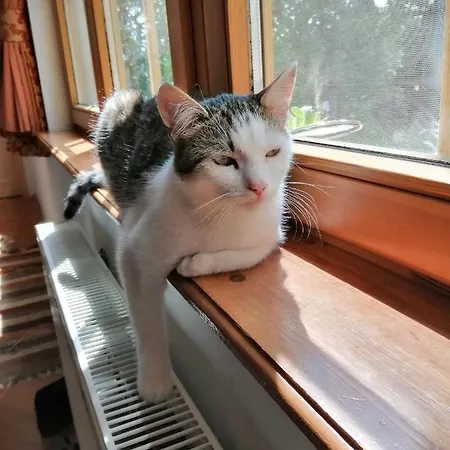 Mives Vendeghaz ゲストハウス