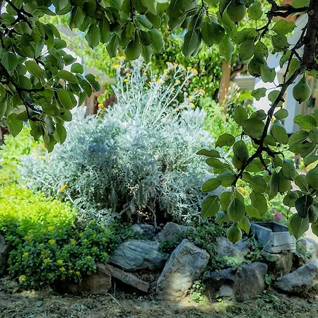 Mives Vendeghaz ゲストハウス 3*