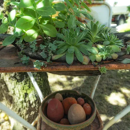 ゲストハウス Mives Vendeghaz